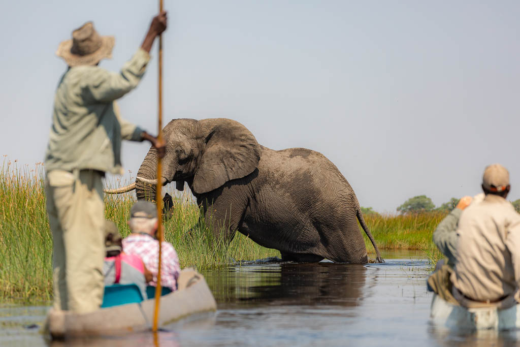    17 best activities to do on southern Africa safari in Botswana